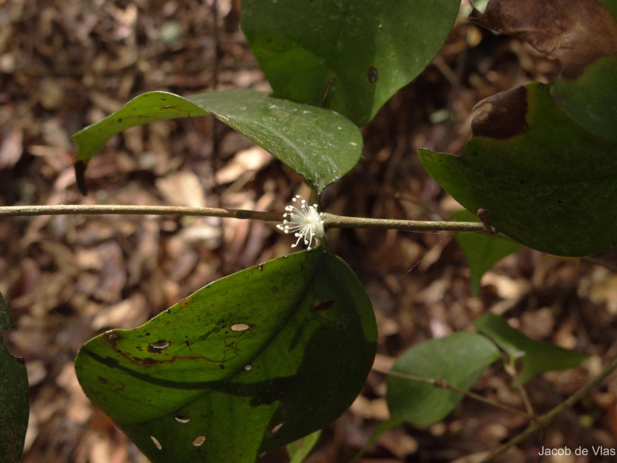 Eugenia rotundata (Trimen) Trimen